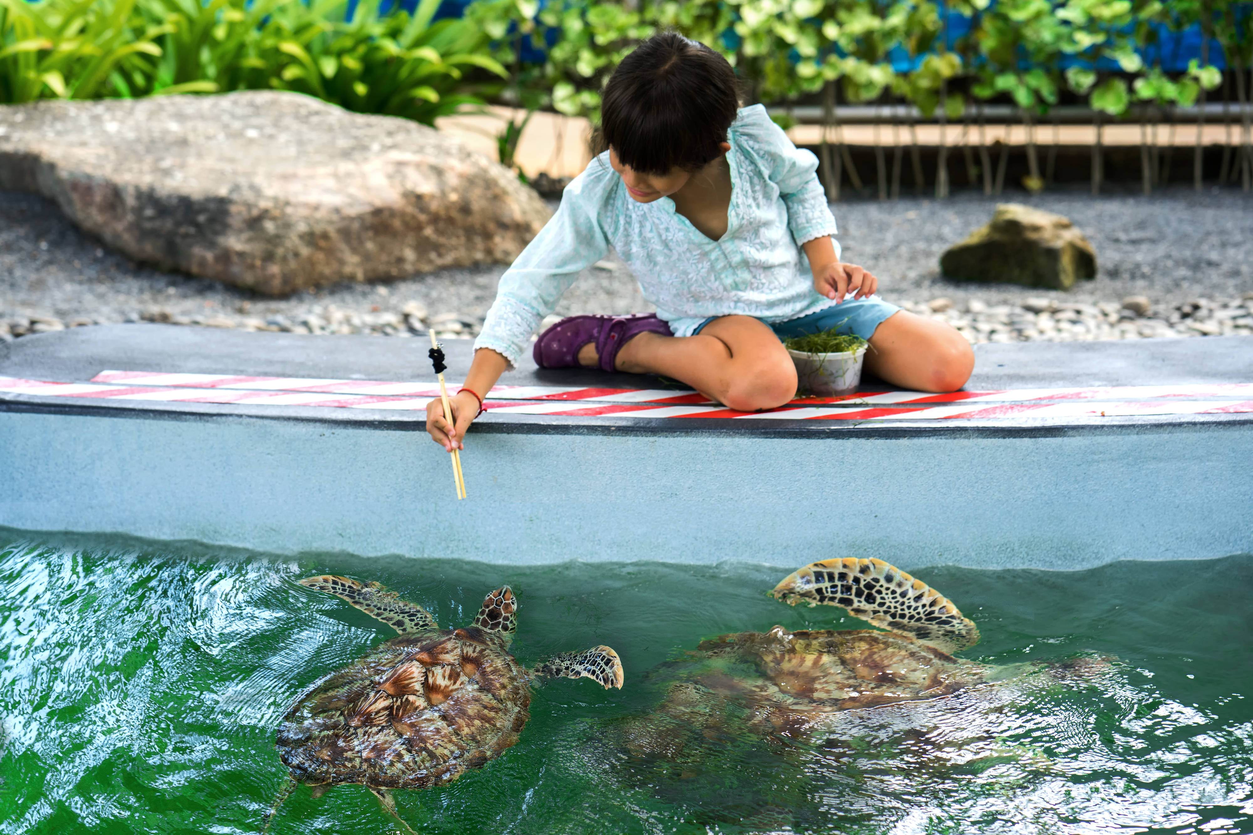 Learn How to Care for Injured Turtles