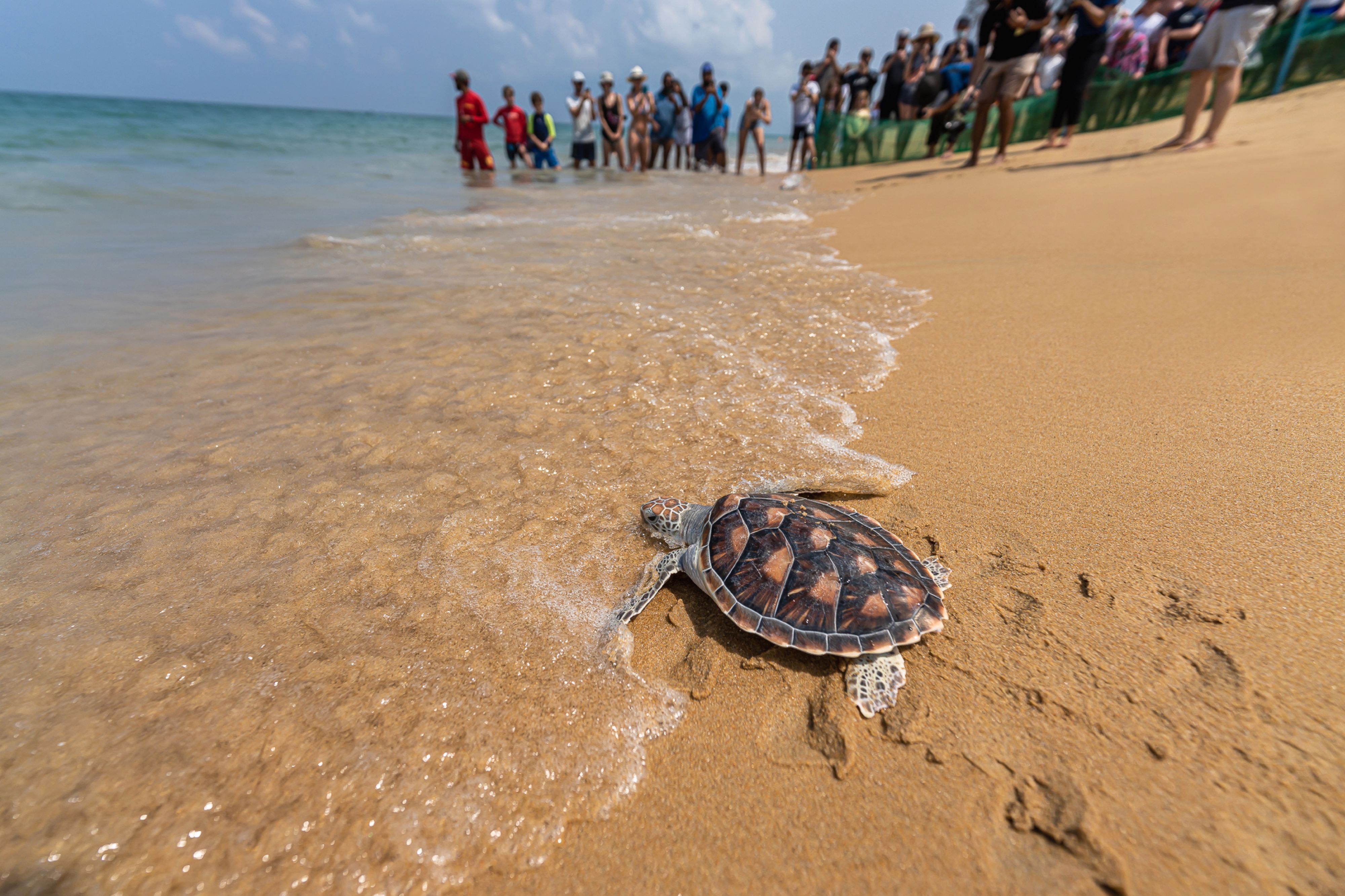 Returning Rescued Sea Turtles Back to Nature